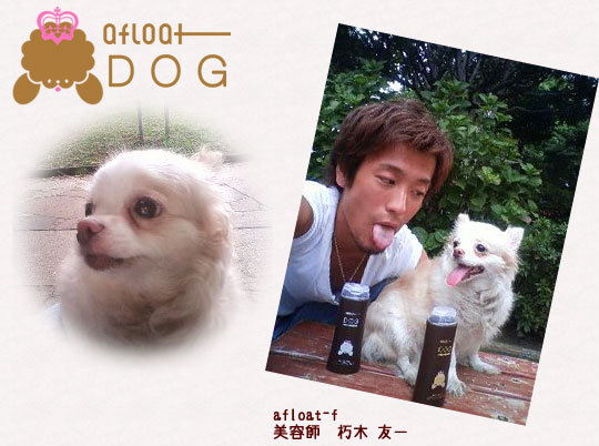 アフロート ドッグシリーズ モテモテ犬リレー 美容師 朽木友一