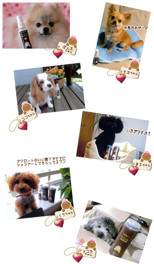 ぽん太ちゃん、モカちゃん、ココちゃん、まるちゃん、くうちゃん、ショコラちゃん
